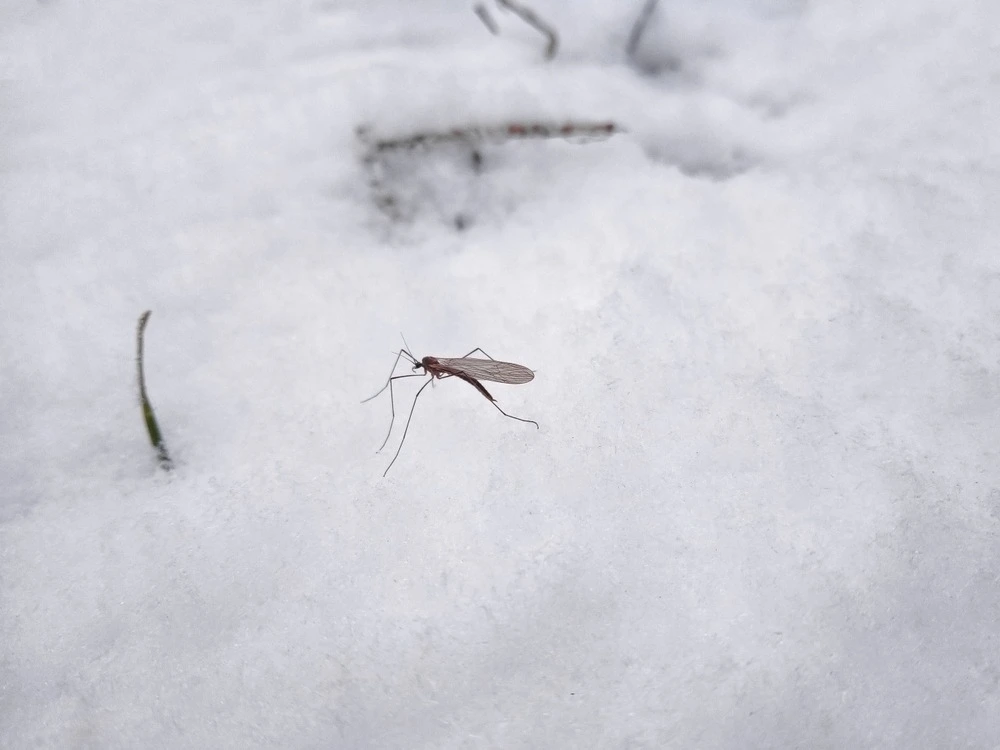 Mosquito on snow